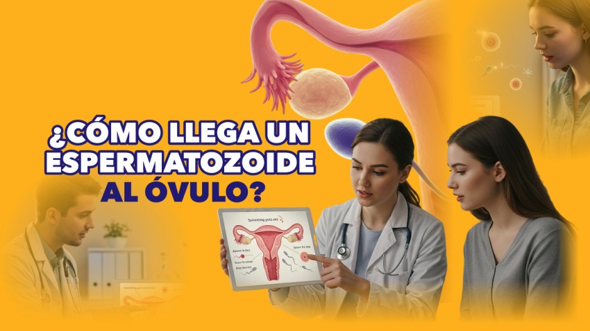 ¿Cómo llega un espermatozoide al óvulo?